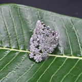 Crystal Bloom ring in 925 silver
